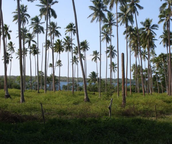 Coconut Palms The Beginnings Of Virgin Coconut Oil