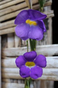 Flowers in Vanuatu