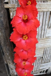 Hibiscus in Vanuatu