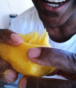 mango-stone-being-eaten